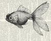 poisson rouge